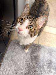 Reunited Male Cat last seen Newcut Road, Clarksburg, MD 20871