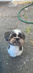 Reunited Male Dog last seen liberty park, South Salt Lake, UT 84115