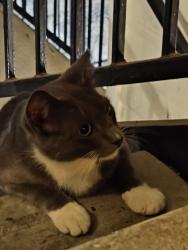 Found/Stray Unknown Cat last seen Vance Jackson at Waters at Elm Creek, San Antonio, TX 78230