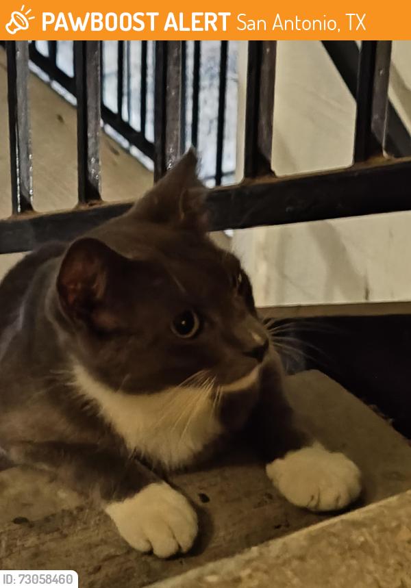 Found/Stray Unknown Cat last seen Vance Jackson at Waters at Elm Creek, San Antonio, TX 78230