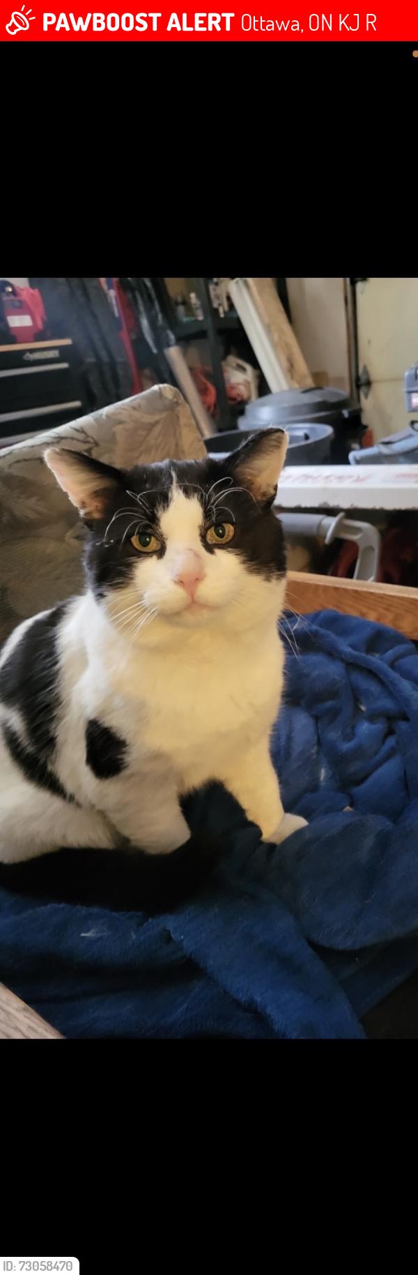 Lost Male Cat last seen Across the street from the tennis court, caught on a ring cam, Ottawa, ON K1J 6R8