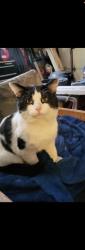 Lost Male Cat last seen Across the street from the tennis court, caught on a ring cam, Ottawa, ON K1J 6R8