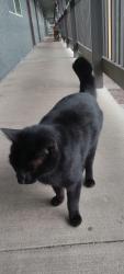 Found/Stray Male Cat last seen Gateway/beltline, Springfield, OR 97477