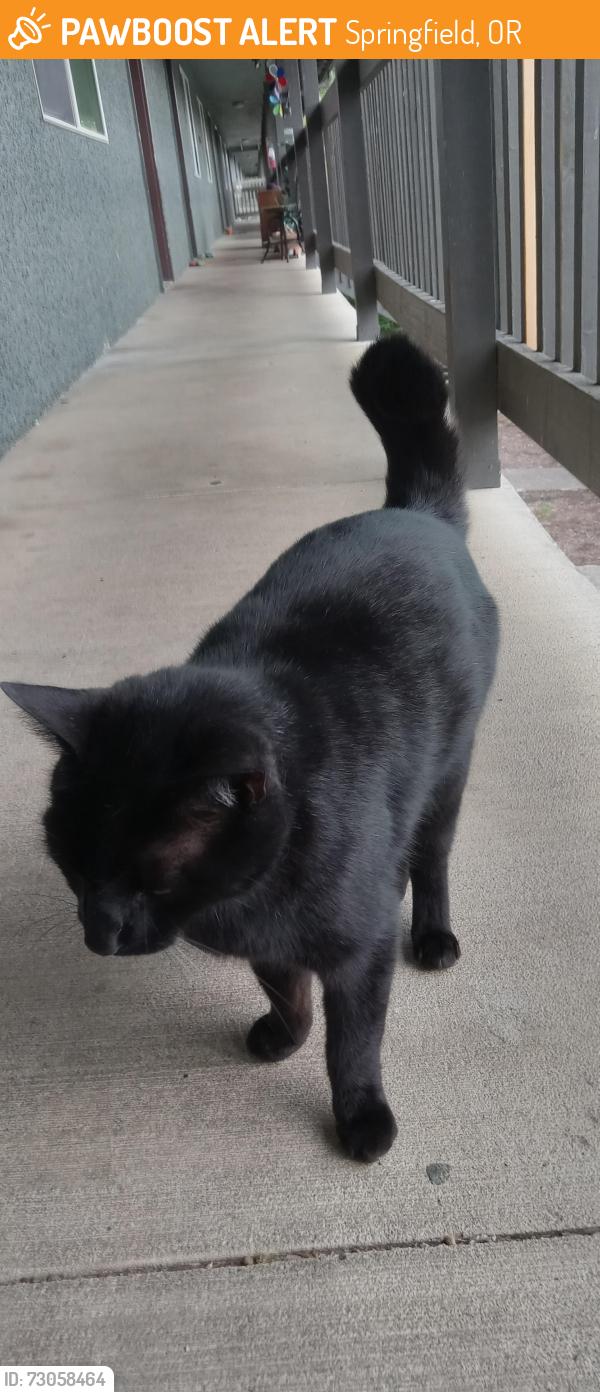 Found/Stray Male Cat last seen Gateway/beltline, Springfield, OR 97477