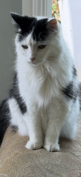 Lost Female Cat last seen Marina Grove SE, Mahogany area, Calgary, AB T3M 0N4