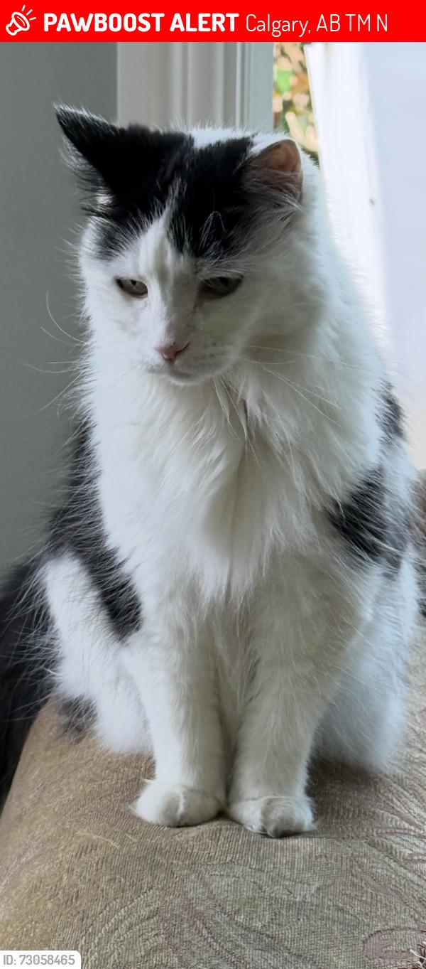 Lost Female Cat last seen Marina Grove SE, Mahogany area, Calgary, AB T3M 0N4