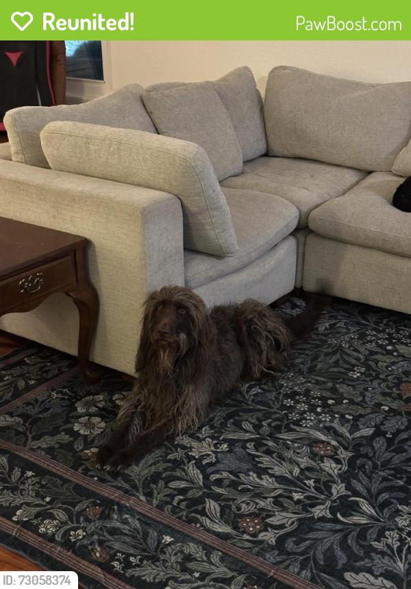 Reunited Female Dog last seen Near Sinsonte Ln, Lakeside, CA 92040, USA, Lakeside, CA 92040