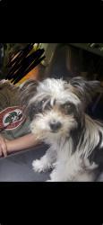 Found/Stray Male Dog last seen Dupont Ave N Minneapolis, Minneapolis, MN 55412