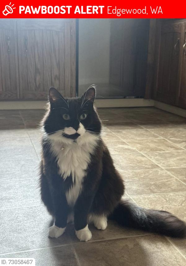 Lost Male Cat last seen northwood elementary, Edgewood, WA 98371