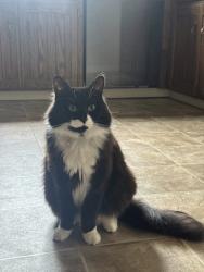 Lost Male Cat last seen northwood elementary, Edgewood, WA 98371