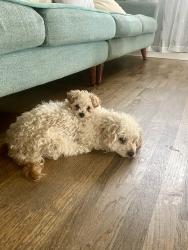 Lost Female Dog last seen Tucson st and Andrew drive, Denver, CO 80239