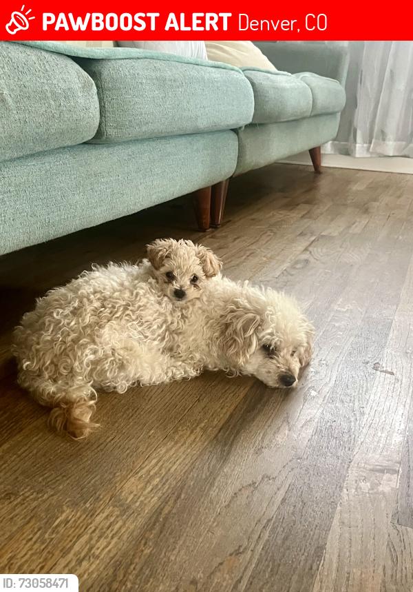 Lost Female Dog last seen Tucson st and Andrew drive, Denver, CO 80239