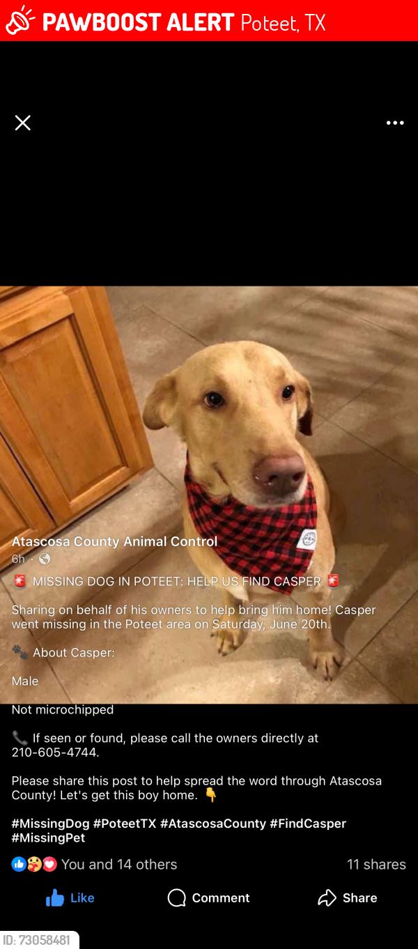 Lost Male Dog last seen Wheeler Road 476, Poteet, TX 78065