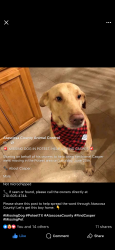 Lost Male Dog last seen Wheeler Road 476, Poteet, TX 78065