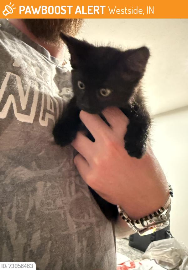 Found/Stray Unknown Cat last seen McCutchen Trace subdivision, Westside, IN 47720