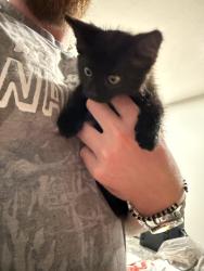 Found/Stray Unknown Cat last seen McCutchen Trace subdivision, Westside, IN 47720