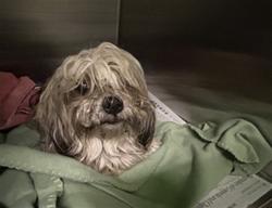 Shelter Stray Female Dog last seen , 1850 W 60th St, Los Angeles, CA 90047, USA