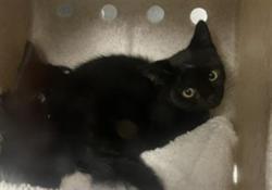 Shelter Stray Female Cat last seen , 11361 W Pico Blvd, Los Angeles, CA 90064, USA