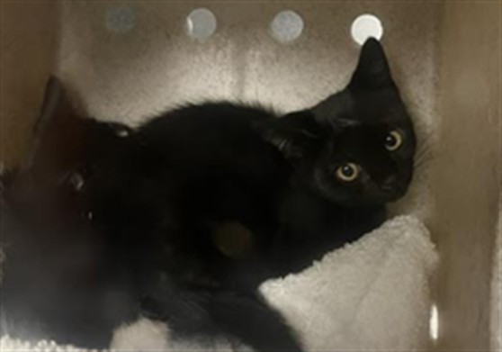 Shelter Removed Female Cat last seen , 11361 W Pico Blvd, Los Angeles, CA 90064, USA