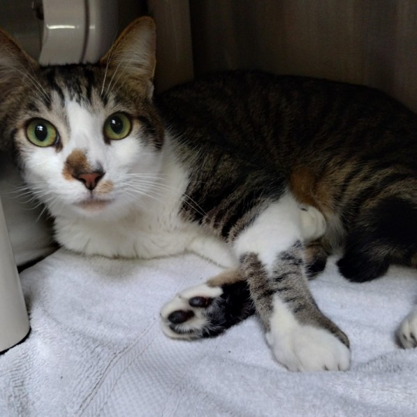Shelter Stray Female Cat last seen Near BLOCK OF BROADWAY, 1590 Fortmann Way, Alameda, CA 94501, USA