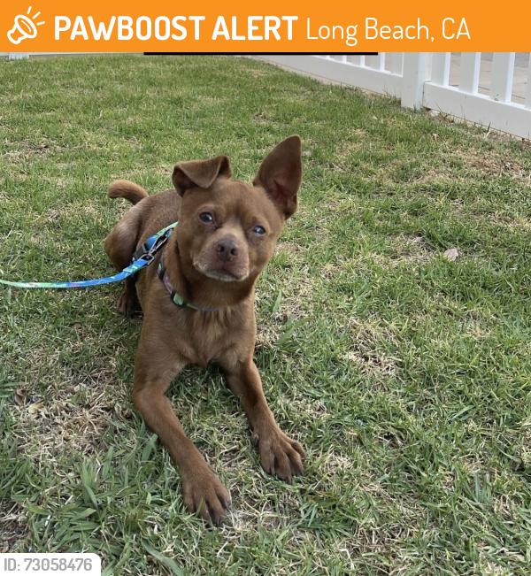 Found/Stray Male Dog last seen Rosie’s Dog Beach/ Belmont Pier, Long Beach, CA 90803