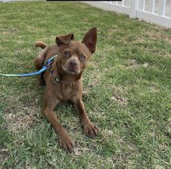 Found/Stray Male Dog last seen Rosie’s Dog Beach/ Belmont Pier, Long Beach, CA 90803