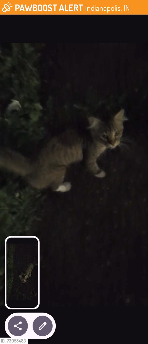 Found/Stray Unknown Cat last seen Carson bacon boyd, Indianapolis, IN 46227