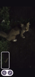Found/Stray Unknown Cat last seen Carson bacon boyd, Indianapolis, IN 46227
