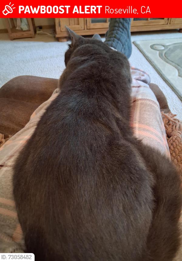 Lost Female Cat last seen Dawnridge, Roseville, CA 95678