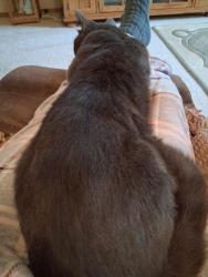 Lost Female Cat last seen Dawnridge, Roseville, CA 95678