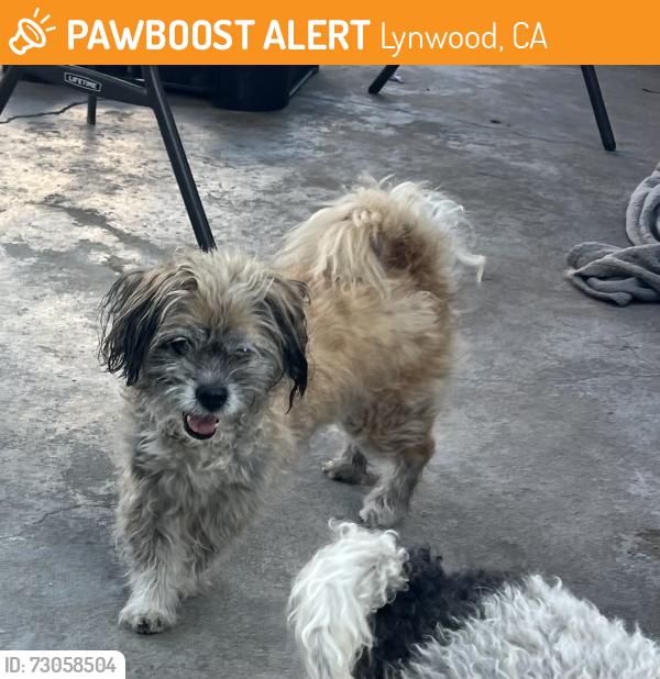 Found/Stray Male Dog last seen Atlantic and Brewster , Lynwood, CA 90262