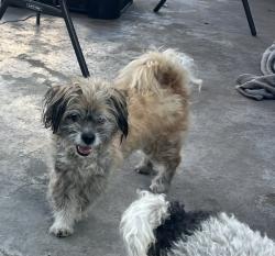Found/Stray Male Dog last seen Atlantic and Brewster , Lynwood, CA 90262