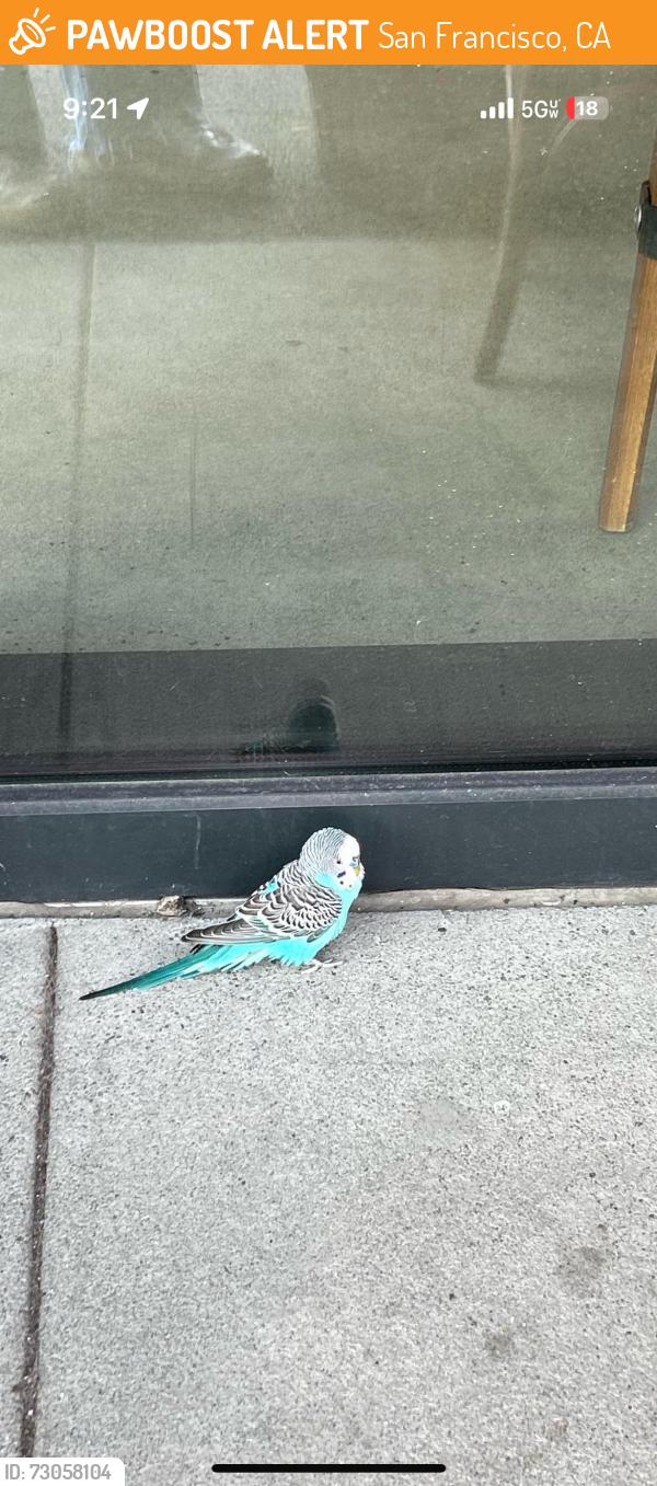 Found/Stray Unknown Bird last seen Standard deviant pier 70 , San Francisco, CA 94107