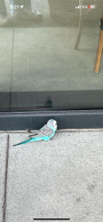 Found/Stray Unknown Bird last seen Standard deviant pier 70 , San Francisco, CA 94107