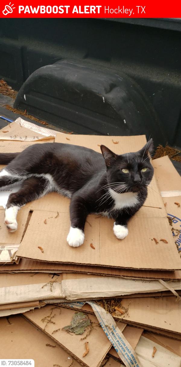 Lost Male Cat last seen Near & Kickapoo , Hockley, TX 77447