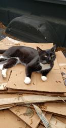Lost Male Cat last seen Near & Kickapoo , Hockley, TX 77447