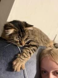 Lost Male Cat last seen S 62nd st, Fort Smith, AR 72903