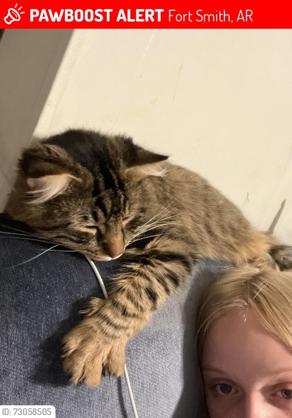Lost Male Cat last seen S 62nd st, Fort Smith, AR 72903