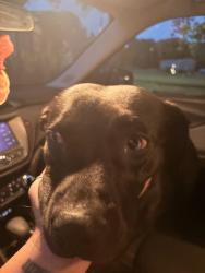 Found/Stray Female Dog last seen Near rough rd Cleburne tx, Cleburne, TX 76031