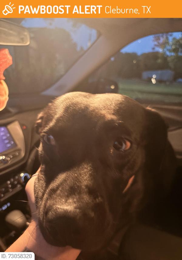 Found/Stray Female Dog last seen Near rough rd Cleburne tx, Cleburne, TX 76031