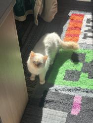 Reunited Female Cat last seen Arby / Warm Springs South, Las Vegas, NV 89118