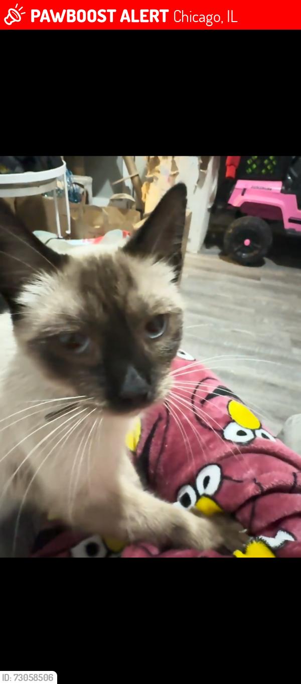 Lost Female Cat last seen 43rd and Marshfield Ave Chicago il , Chicago, IL 60609