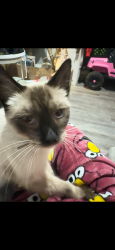 Lost Female Cat last seen 43rd and Marshfield Ave Chicago il , Chicago, IL 60609
