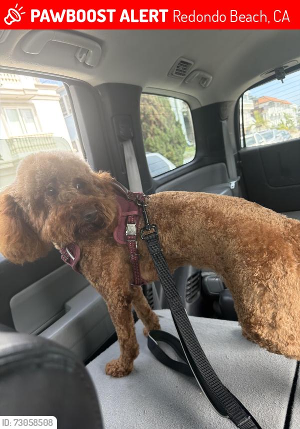 Lost Female Dog last seen Near reed st, Redondo Beach, CA 90278
