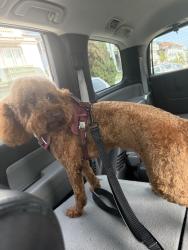 Lost Female Dog last seen Near reed st, Redondo Beach, CA 90278