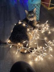 Lost Male Cat last seen Hemlock st, Salem, OR 97304