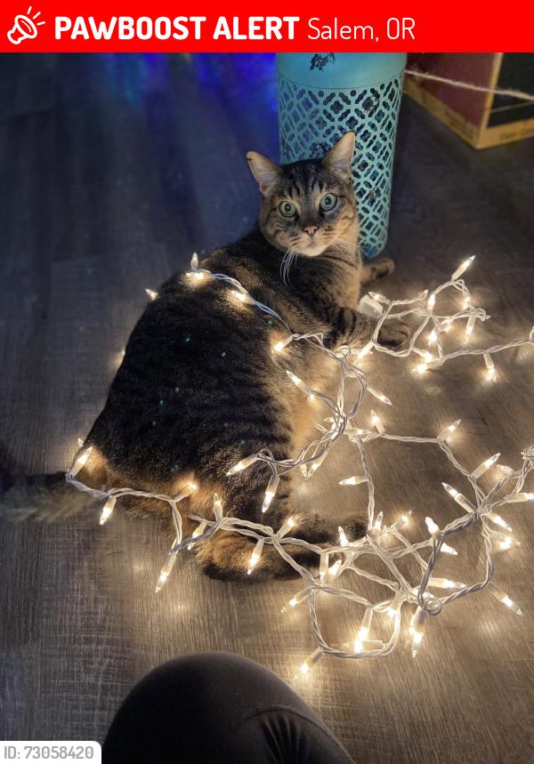 Lost Male Cat last seen Hemlock st, Salem, OR 97304
