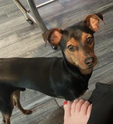 Lost Male Dog last seen Nw 63s and nw expressway, Oklahoma City, OK 73132