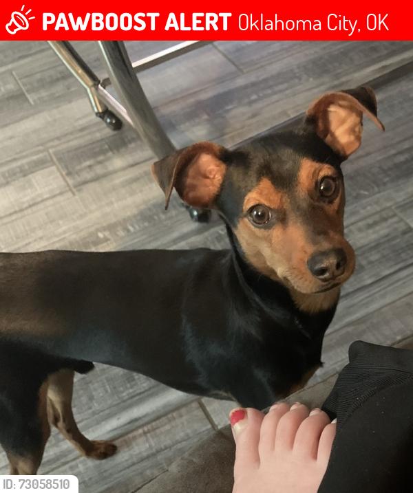 Lost Male Dog last seen Nw 63s and nw expressway, Oklahoma City, OK 73132