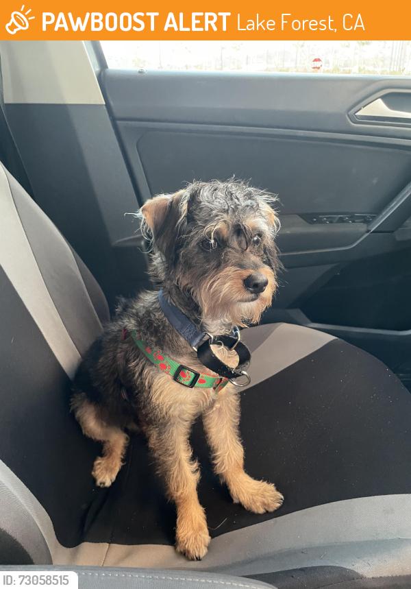 Found/Stray Male Dog last seen Towne Center Food Court , Lake Forest, CA 92610